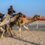 Al Bashayer Camel Race Festival 2024. (OM)
